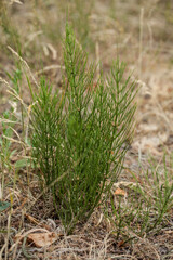 Ackerschachtelhalm oder Zinnkraut