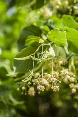 Lindenblüten in der Sonne