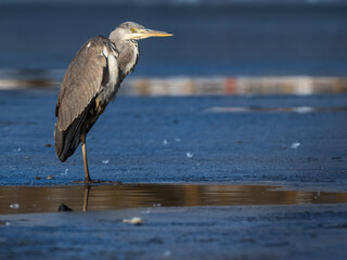 Gray heron on a frozen lake enjoying the sun in winter