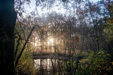 The photograph showcases a serene pond nestled within a dense forest, bathed in the soft, golden light of the early morning. The rising sun casts a vivid tapestry of light and shadows through the