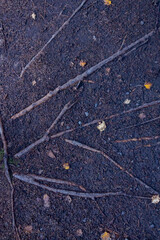 Old tree roots in the forest, close-up. Nature background. Many big and visible roots of old tree in mountain area forest close up