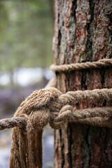 Rope tied to a tree in the forest, close-up. An old rope tied in a knot to a large tree in the forest. A rope around the trunk of a tree, a rope with a knot around the tree. Beautiful natural