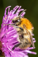 Carder Bee Pollinating Common Knapweed in Bannau Brychenniog