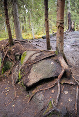 Old tree roots in the forest, close-up. Nature background. Many big and visible roots of old tree...