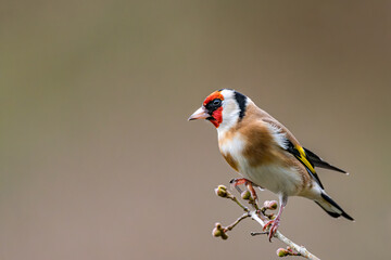 Goldfinch Perched on Twig in Winter