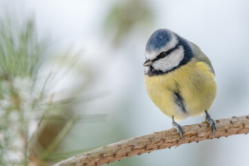 Blue Tit Perched on Pine Twig in Winter