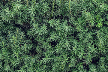Natural coniferous green bush texture background
