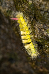 Pale Tussock Moth Caterpillar in Side View