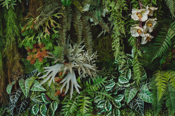 Group background of dark green tropical leaves ( monstera, palm, coconut leaf, fern, palm leaf,bananaleaf) background. concept of nature