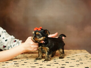 Yorkshire terrier puppy sitting in a wicker basket with a red bow on his head on a brown...