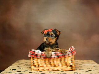 Yorkshire terrier puppy sitting in a wicker basket with a red bow on his head on a brown...