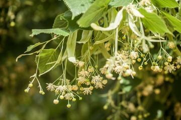 Lindenblüten in der Sonne