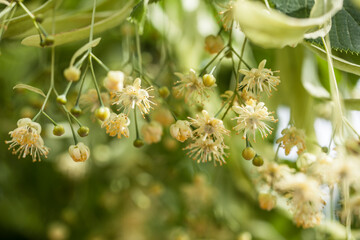 Lindenblüten close up
