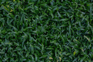 Top view of Tropical Carpet or Axonopus compressus (Sw.) P.Beauv in the garden for background.