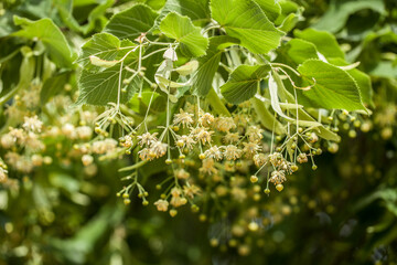 Ast mit Lindenblüten