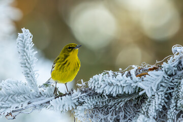 Pine Warbler in snow