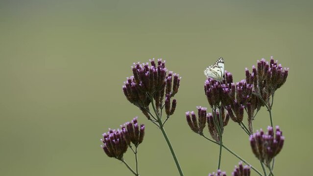 A 4K vid of a elegant white butterfly flapping over some wild purple field flowers looking for nectar to eat.