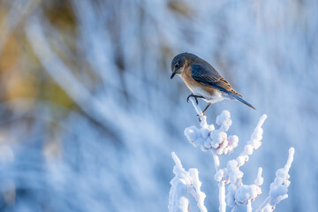 Bluebird perched on a branch