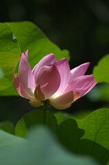 Flores, agua, abejas, &iexcl;gran combinaci&oacute;n de naturaleza para la vida!