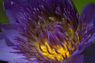 Flores, agua, abejas, &iexcl;gran combinaci&oacute;n de naturaleza para la vida!