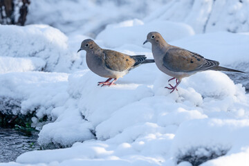 Mourning Doves in Snow