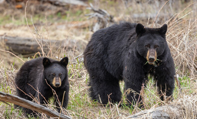 Black Bear Sow and Cubs in Wyoming in Springtime
