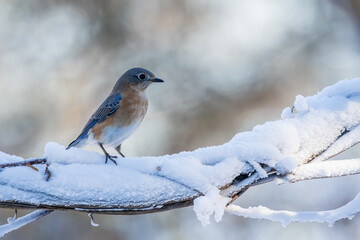 Bluebird in snow