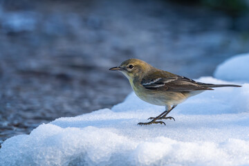 Pine Warbler in snow