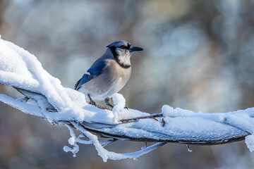 blue jay on a branch