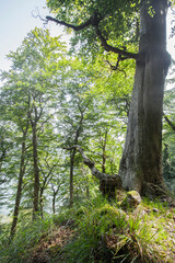 Aussicht aufs Wasser auf Rügen