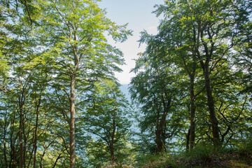 Blick durch die Kronen auf Rügen im Wald