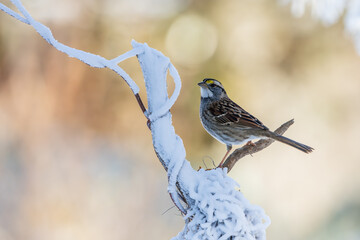 White-Throated Sparrow in snow