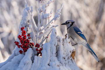 Blue Jay on branch with red berries