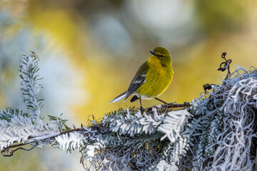 Pine Warbler in snow