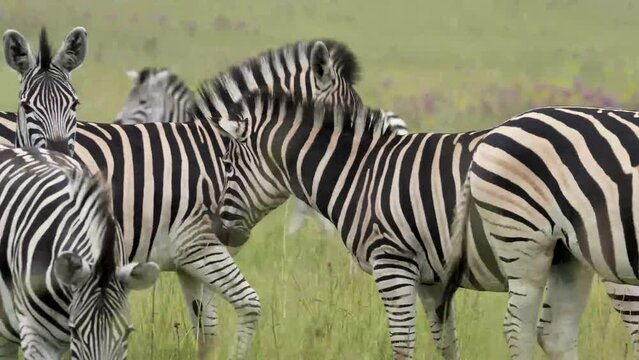 A 4K vid of a herd of Zebra in mating season fighting for dominance over the females, pushing and shoving and biting while jumping and dodging. taken during a safari game drive in South Africa