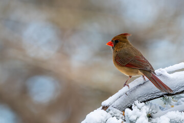 Female Cardinal perched on a branch