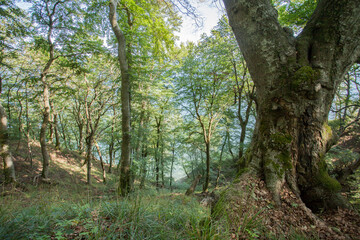 Landschaft auf Rügen