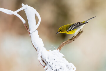 Pine Warbler Perched on Tree Branch