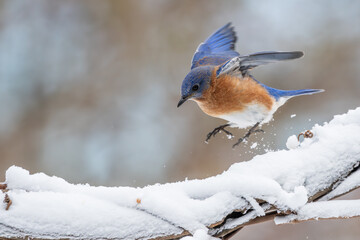 Bluebird in snow
