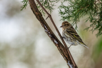 Pine Siskin Perched on Branch with Snow