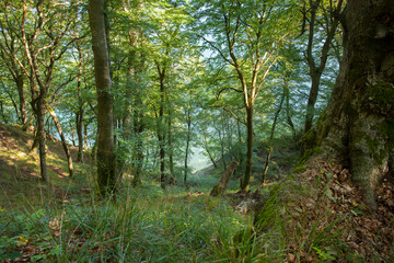 Waldweg auf Rügen