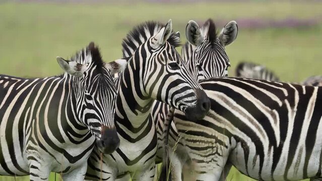 A 4K vid of a herd of Zebra in mating season fighting for dominance over the females, pushing and shoving and biting while jumping and dodging. taken during a safari game drive in South Africa
