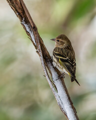 Pine Siskin Perched on Branch with Snow