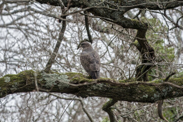 the common buzzard a medium to large bird of prey perched in a tree
