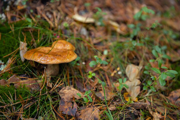 Mushroom in the autumn forest. close-up, selective focus. Chanterelle mushroom grows in wood. Orange golden mushrooms food in nature. Boletus growing in wild wood