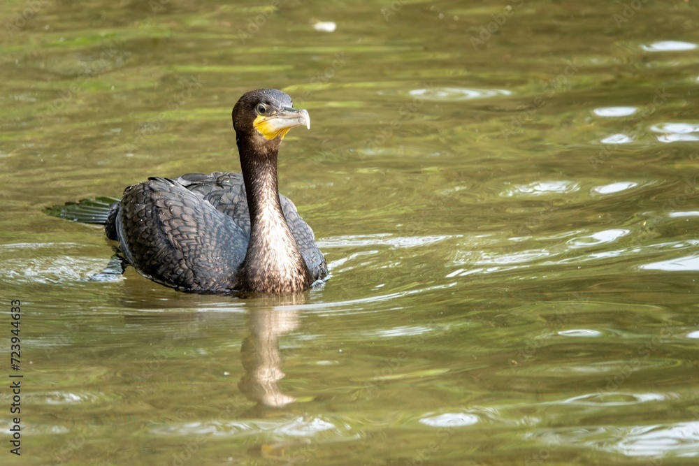 Poster close up portrait of cormorant phalacrocorax carbo in the water with reflection