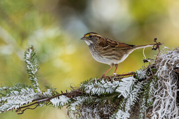 White-Throated Sparrow in snow