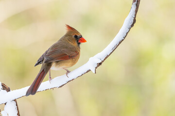 female cardinal on a branch
