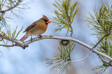Female Cardinal perched on a branch