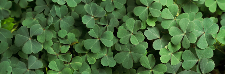 Green background with three-leaved shamrocks, Lucky Irish Four Leaf Clover in the Field for St. Patricks Day holiday symbol. with three-leaved shamrocks, St. Patrick's day holiday symbol, earth day.